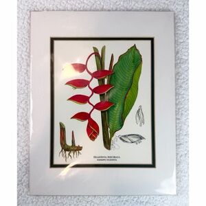 (NWOT) JOANNA CAROLAN • 2003 Signed Heliconia Rostrata Botanical Art Print